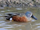 Australian Shoveler (WWT Slimbridge October 2012) - pic by Nigel Key